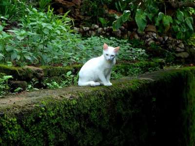 猫 白色的 小猫 动物 哺乳动物 婴儿 年轻 小的 可爱的