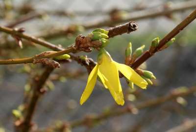 Forsycje 灌木 树篱 春天 性质 植物 盛开 三月