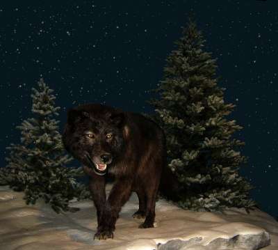 狼 夜晚 繁星点点 天空 星星 夜空 动物 野生动物 树 下雪