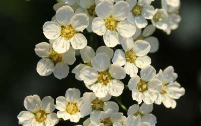Tawuła 灌木 白花 春天 开花 性质 植物装饰的灌木