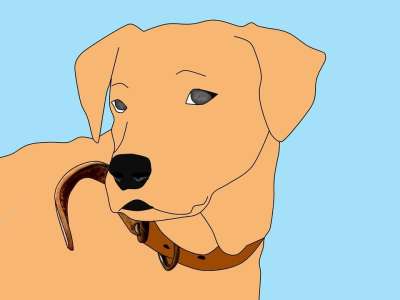 狗 金毛猎犬 宠物 插图