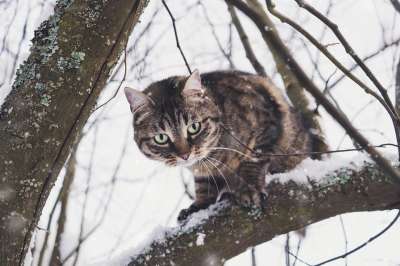 猫 雪 冬天 老虎 动物 肖像 寒冷的 基蒂 食肉动物
