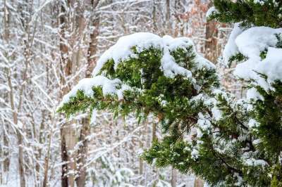 冬天 红雪松 下雪 杜松树 东杜松 铅笔雪松 杜松弗吉尼亚 雪