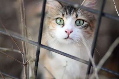 那只猫 猫似的 有色 动物 看 美丽