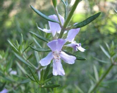 迷迭香 花 装饰 草本植物 叶子 有机的 药品 成分 新鲜的