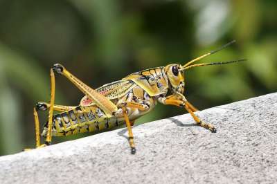 短触角昆虫 蚱蜢 Romalea Microptera 昆虫