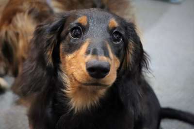 狗 犬类 腊肠犬 宠物 国内的 小狗 长头发的微型腊肠 腊肠狗