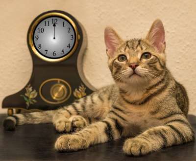 宿醉 钟 西尔维斯特 新年除夕 小的 鲭鱼 小猫 家猫 家畜