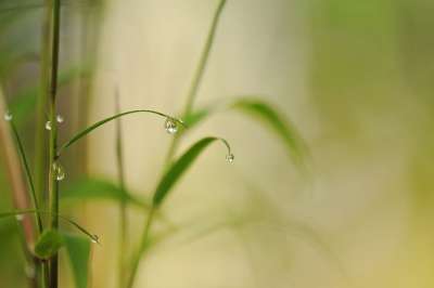 竹子 滴 雨滴 关闭 自然 树叶 绿色 竹子 竹子 竹子