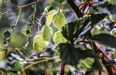 Húmulus 跳 碰跳 植物群 散景 工厂 植被 背光 灌木丛