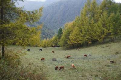 牧场 山 秋天 风景 户外