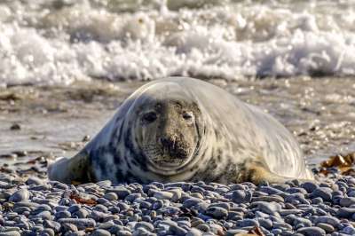 海豹 狗海豹 自然 北海 水 海洋生物 野生动物 海 海滩