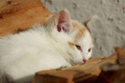 小猫 猫 宠物 猫科动物 动物 国内动物