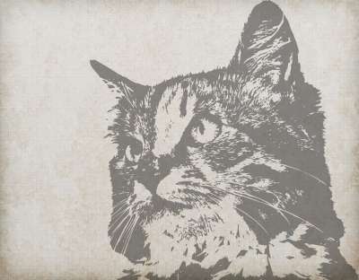 猫 肖像 特写 头 脸 美丽的 优质的 老的 复古的 亚麻布