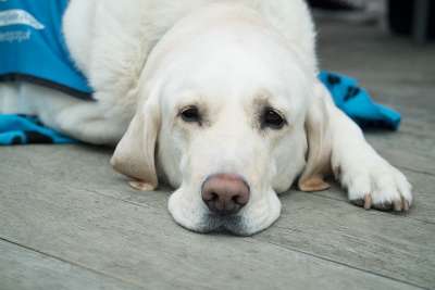 狗 可爱的 宠物 犬类 动物 实验室 拉布拉多犬 医疗保健 兽医