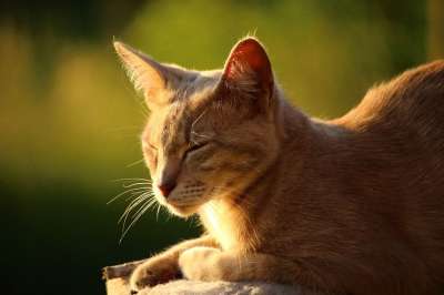 猫 小猫 虎猫 鲭鱼 品种猫 睡觉 太阳 夏天
