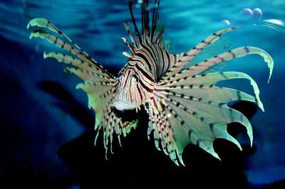 鱼 水族馆 蓝色的 自然 海洋 动物 水 野生动物 异国情调