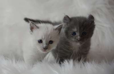 小猫 猫 宠物 动物 可爱的 小的 迷人 毛茸茸的 基蒂