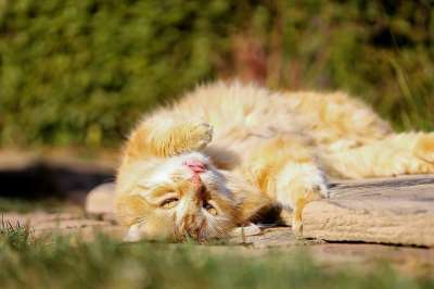 猫 红猫 动物 最喜欢的 小猫 懒惰的 放松 男孩