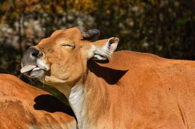 雄牛 牛肉 Bos Javanicus 野生 动物园 海拉布伦
