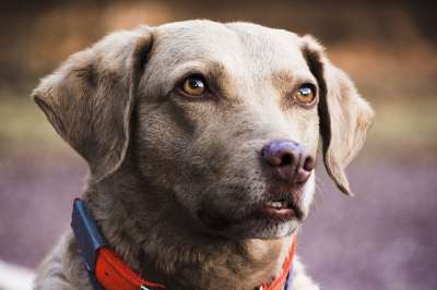 狗 宠物 动物 犬类 可爱的 肖像 棕色的狗 棕色的宠物