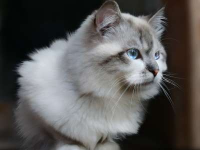 猫 注意力 统一和保卫刚果完整党