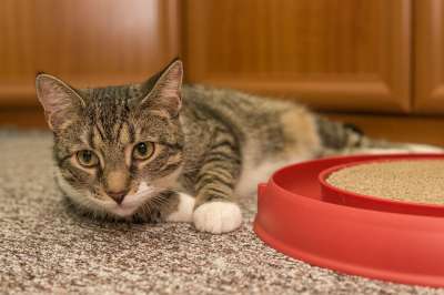 宿醉 欧洲短毛 种族 品种猫 小的 坐着 鲭鱼 小猫 家猫