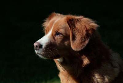 狗 宠物 肖像 细心 猎犬 远程访问 红色的-白色