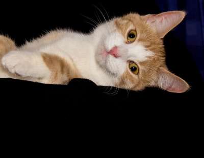 猫 晚安 小猫 厌倦 放松 可爱的 红色的 白色的 黑色的