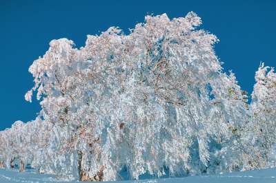 树木 预订 下雪的 冬天 雪 霜 冬季魔法 白色的 天气山毛榉