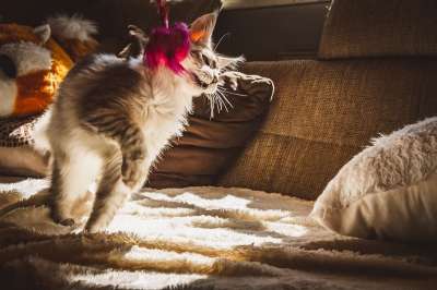 猫 宿醉 玩 俏皮的 里面 家猫 抓 打猎