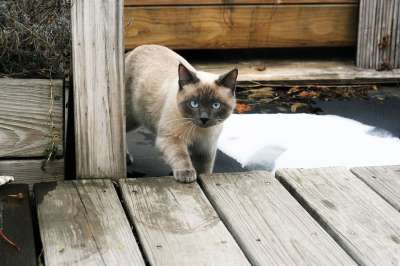木头 动物 户外 猫 泰国猫 暹罗猫 蓝眼睛