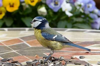 动物 鸟 山雀 蓝雀 Cyanistes 翅鸢 年轻 觅食 花园