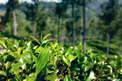 种植园 斯里兰卡 茶 印度 自然 亚洲 绿色 工厂 收成 锡兰