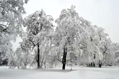 冬天 树 白色的 雪 季节 寒冷的 景观 自然 森林 冰