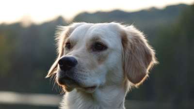狗 金毛猎犬 动物