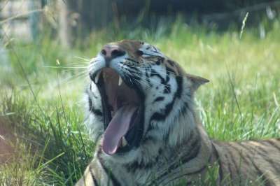 老虎 动物园 打哈欠 草 动物 野猫 猎人 牙齿 嘴 打开