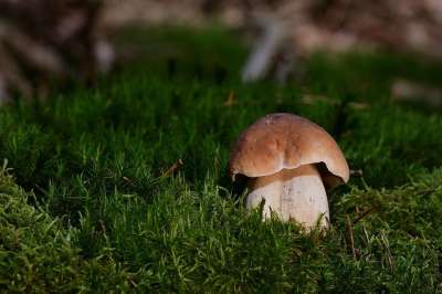 蘑菇 森林 苔藓 森林地面 落下 自然 真菌科学