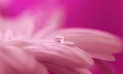 大自然壁纸 自然壁纸 水滴 自然 雨 花 滴 湿的 花园 溅