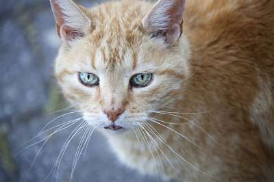 猫 猫眼 猫肖像 Katzenkopf 家猫 毛皮 看法 动物