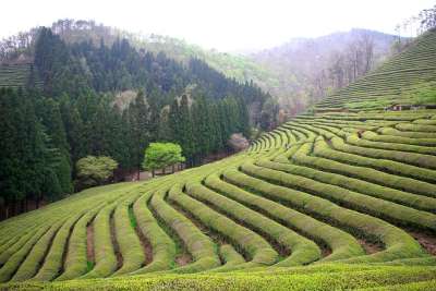 谷 爬坡道 山 大自然 旅行 宝城 绿色茶园 景观 郊区 风光