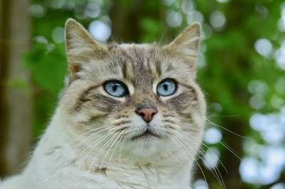 猫 猫蓝色的眼睛 猫看 肖像猫 粉红色的鼻子 猫的耳朵 胡子的猫