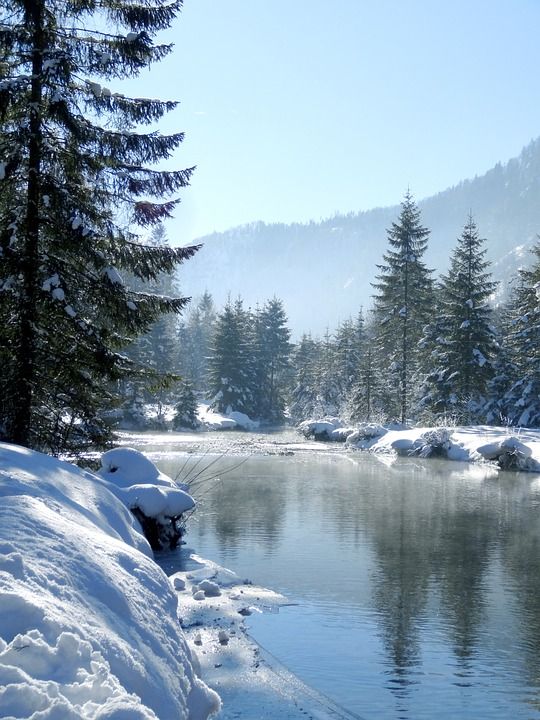 冬天 雪 自然 景观 流动 水 冬季景观 树木 枞树