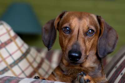 Daschund Bassoto 腊肠犬 热狗 狗 动物 家谱