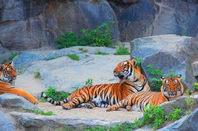 老虎 夫妇 大猫 危险的 动物 猫 野生动物 地标性公园