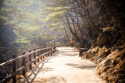 秋季 巨王山 森林 大自然 步行