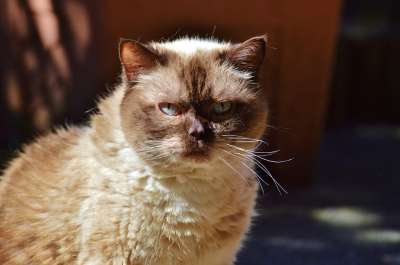猫 品种猫 英国短毛猫 可爱的