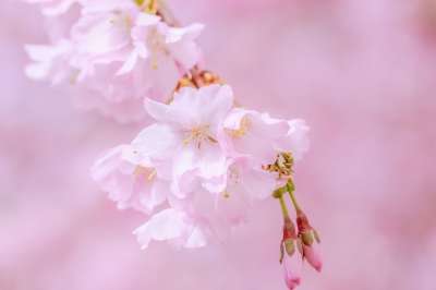 大自然壁纸 自然壁纸 日本樱桃 树 春天 分支 开花 粉色的 花