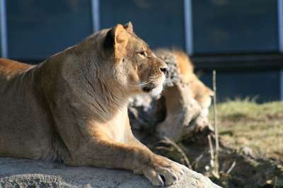 狮子 毛皮 动物 捕食者 野生动物 大猫 猫 野猫 哺乳动物