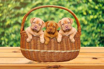 小狗 篮子 动物 宠物 犬类 年轻的狗 家犬 哺乳动物 可爱的